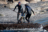 Rescuers release netting from a Cape Fur Seal (Arctocephalus pusilus pusilus). Photo taken at Seal Island, False Bay, South Africa