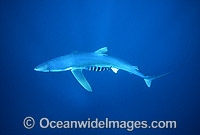 Blue Shark (Prionace glauca). Also known as Blue Whaler and Great Blue Shark. Oceanic Shark found in tropical and temperate seas. South Africa