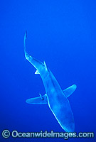 Blue Shark (Prionace glauca). Also known as Blue Whaler and Great Blue Shark. Oceanic Shark found in tropical and temperate seas. South Africa