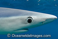 Blue Shark (Prionace glauca) showing close detail of eye. Also known as Blue Whaler and Great Blue Shark. This oceanic Shark is found in tropical and temperate seas worldwide. Photo take at Cape Point, South Africa