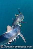 Blue Shark (Prionace glauca) swimming with a Yellowfin Tuna. Also known as Blue Whaler and Great Blue Shark. This oceanic Shark is found in tropical and temperate seas worldwide. Photo take at Cape Point, South Africa