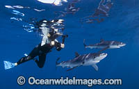 Diver photographing Blue Sharks (Prionace glauca). Cape Point, South Africa.