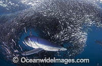 Blue Shark (Prionace glauca), feeding on an anchovy baitball. Also known as Blue Whaler and Great Blue Shark. This oceanic Shark is found in tropical and temperate seas worldwide. Photo taken at Cape Point, South Africa