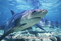 Bull Shark (Carcharhinus leucas). Also known as River Whaler, Freshwater Whaler and Swan River Whaler. South Africa. Found worldwide in tropical and warm temperate seas and penetrates far into freshwater for extended periods.