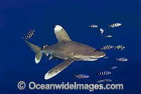 Oceanic Whitetip Shark (Carcharhinus longimanus). This oceanic shark is found worldwide in tropical and temperate seas. Photo taken in Mozambique Channel, located between the island of Madagascar and southeast Africa, Indian Ocean