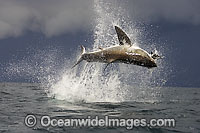 Great White Shark (Carcharodon carcharias) breaching whilst predating on the surface. Seal Island, False Bay, South Africa. Protected species.