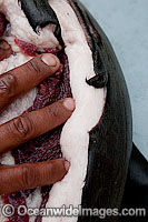 Cape Fur Seal (Arctocephalus pusillus pusillus) killed by Great White Shark (Carcharodon carcharias) - showing wound with exposed blubber. Seal Island, False Bay, South Africa