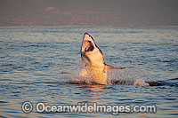 Great White Shark (Carcharodon carcharias) hunting a Cape Fur Seal (Arctocephalus pussilus pussilus). Seal Island, False Bay South Africa. Sequence 5.
