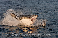 Great White Shark (Carcharodon carcharias) hunting a Cape Fur Seal (Arctocephalus pussilus pussilus). Seal Island, False Bay South Africa. Sequence 4.