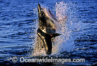 Great White Shark (Carcharodon carcharias) breaching on surface whilst attacking Cape Fur Seal (Arctocephalus pusillus pusillus). False Bay, South Africa. Protected species. Sequence - C1.