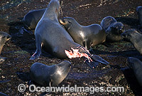 Cape Fur Seal (Arctocephalus pusillus pusillus) with severe Great White Shark (Carcharodon carcharias) attack wounds. False Bay, South Africa. Protected species.