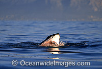 Great White Shark (Carcharodon carcharias) with open jaws on surface. False Bay, South Africa. Protected species Classified as Vulnerable on the IUCN Red List.