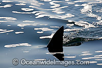 Great White Shark (Carcharodon carcharias) with dorsal fin on the surface. Seal Island, False Bay, South Africa. Protected species.