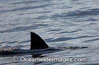 Great White Shark (Carcharodon carcharias) with dorsal fin on the surface. Seal Island, False Bay, South Africa. Protected species.