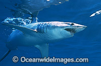 Shortfin Mako Shark (Isurus oxyrinchus). Also known as Mako Shark, Blue Pointer, Mackeral Shark and Snapper Shark. Found in both tropical and temperate seas of the world. Photo taken at Cape Point, South Africa