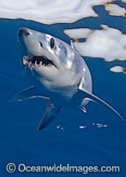 Shortfin Mako Shark (Isurus oxyrinchus). Also known as Mako Shark, Blue Pointer, Mackeral Shark and Snapper Shark. Found in both tropical and temperate seas of the world. Photo taken at Cape Point, South Africa