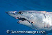 Shortfin Mako Shark (Isurus oxyrinchus) with a fishing hook and line trailing from the mouth. Also known as Mako Shark, Blue Pointer, Mackeral Shark and Snapper Shark. Found in both tropical and temperate seas of the world. Photo Cape Point, South Africa