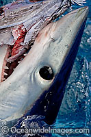 Shortfin Mako Shark (Isurus oxyrinchus) feeding on a bait on the surface. Also known as Mako Shark, Blue Pointer, Mackeral Shark and Snapper Shark. Found in both tropical and temperate seas of the world. Photo taken at Cape Point, South Africa