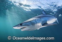 Shortfin Mako Shark (Isurus oxyrinchus). Also known as Mako Shark, Blue Pointer, Mackeral Shark and Snapper Shark. Found in both tropical and temperate seas of the world. Photo taken at Cape Point, South Africa.