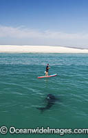 Great White Shark (Carcharodon carcharias), interaction with Stand Up Paddle Boarder. Gansbaai, South Africa.