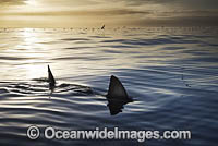 Great White Shark (Carcharodon carcharias), showing dorsal fin on surface. Gansbaai, South Africa.