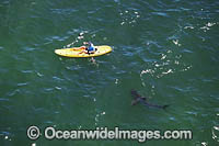 Great White Shark (Carcharodon carcharias), interaction with kayaker. Mossel Bay, South Africa.