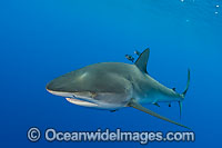 Dusky Shark (Carcharhinus obscurus). Also known as Black Whaler and Bronze Whaler. Found throughout the world in tropical and warm temperate seas.