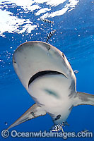 Oceanic Whitetip Shark (Carcharhinus longimanus). This oceanic shark is found worldwide in tropical and temperate seas. Photo taken in Mozambique Channel, located between the island of Madagascar and southeast Africa, Indian Ocean