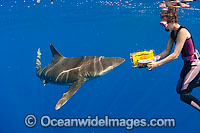 Oceanic Whitetip Shark (Carcharhinus longimanus) and underwater photographer. This oceanic shark is found worldwide in tropical and temperate seas. Photo taken in Mozambique Channel, between the island of Madagascar and southeast Africa, Indian Ocean
