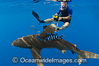 Snorkel diver observing Oceanic Whitetip Shark (Carcharhinus longimanus). This oceanic shark is found worldwide in tropical and temperate seas. Photo taken in Mozambique Channel, located between the island of Madagascar and southeast Africa, Indian Ocean