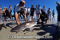 Bronze Whaler Shark (Carcharhinus brachyurus) caught in beach seine net, being measured, tagged and released. Also known as Copper Shark and Cocktail Shark. Cape Town, South Africa