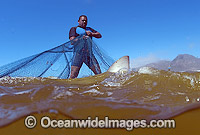 Bronze Whaler Shark (Carcharhinus brachyurus) caught in beach seine net. Also known as Copper Shark and Cocktail Shark. Cape Town, South Africa