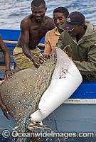 White-spotted Eagle Ray (Aetobatus narinari) caught in gill net. Also known as Bonnet Skate, Duckbill ray and Spotted Eagle Ray. St Marie Island, Madagascar. Also found in Northern Australian waters.