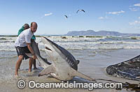Bronze Whaler Shark (Carcharhinus brachyurus), caught in a traditional seine net and released by fisherman. Muizenberg beach, Cape Town, South Africa.