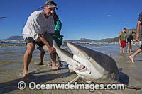 Bronze Whaler Shark (Carcharhinus brachyurus), caught in a traditional seine net and released by fisherman. Muizenberg beach, Cape Town, South Africa.