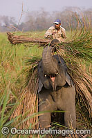 Farmer with working Indian Elephant (Elephas maximus indicus). India