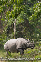 Indian Rhinoceros (Rhinoceros unicornis). Also known as Great One-horned Rhinoceros and Asian One-horned Rhinoceros. Found inhabiting grasslands and forests of north-eastern India and Nepal