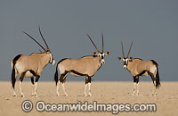 Gemsbok (Oryx gazella). Also known as Gemsbuck. This large African antelope is found mostly in desert habitats.