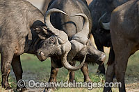 African Buffalo (Syncerus caffer). Also known as Affalo and Cape Buffalo. Found inhabiting swamps, floodplains, grasslands and forests of Africa