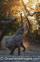 African Elephant (Loxodonta africana), standing on 3 legs in order to feed. Mana Pools National Park, Zimbabwe.
