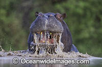 Common Hippopotamus (Hippopotamus amphibius). Okavango Delta, Botswana.