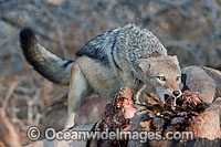 Black-backed Jackal (Canis mesomelas), feeding on a Zebra carcass. Also known as Silver-backed Jackal and Red Jackal. Found in South Africa, Namibia, Botswana, and Zimbabwe.