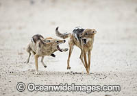 Black-backed Jackal (Canis mesomelas), fighting at a water hole. Kagalagadi National Park, South Africa.