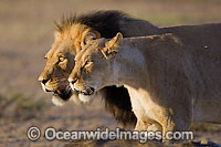 Lion (Panthera leo) - adult male and female. Found in sub-Saharan Africa