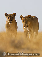 Lion (Panthera leo) - two females walking through grassland. Found in sub-Saharan Africa