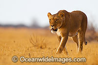 Lion (Panthera leo) adult female walking across grassland. Found in sub-Saharan Africa