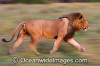 Lion (Panthera leo) adult male running. Found in sub-Saharan Africa
