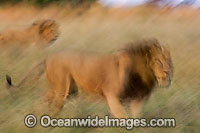 Lion (Panthera leo) adult males walking through grassland. Found in sub-Saharan Africa