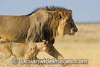 Lion (Panthera leo) - adult male with cub walking through grassland. Found in sub-Saharan Africa