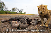 Lion (Panthera leo) adult male at a carcass. Found in sub-Saharan Africa